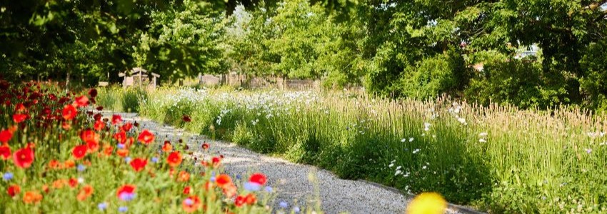Begraafplaats in de zon met veldbloemen